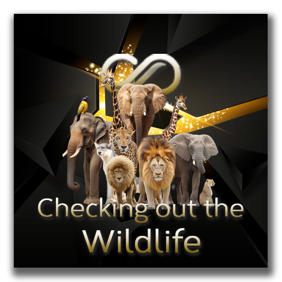 Checking out the Wild Life in Africa